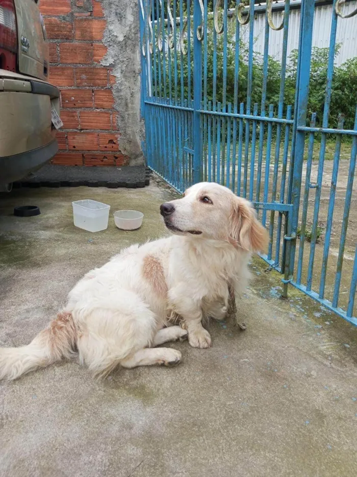 Cachorro ra a SRD-ViraLata idade 1 ano nome Billy