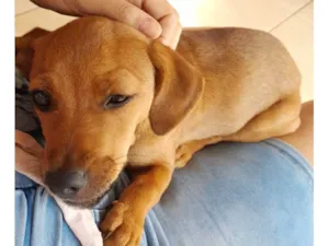 Cachorro raça SRD-ViraLata idade 2 a 6 meses nome MEL