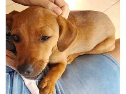 Cachorro raça SRD-ViraLata idade 2 a 6 meses nome MEL