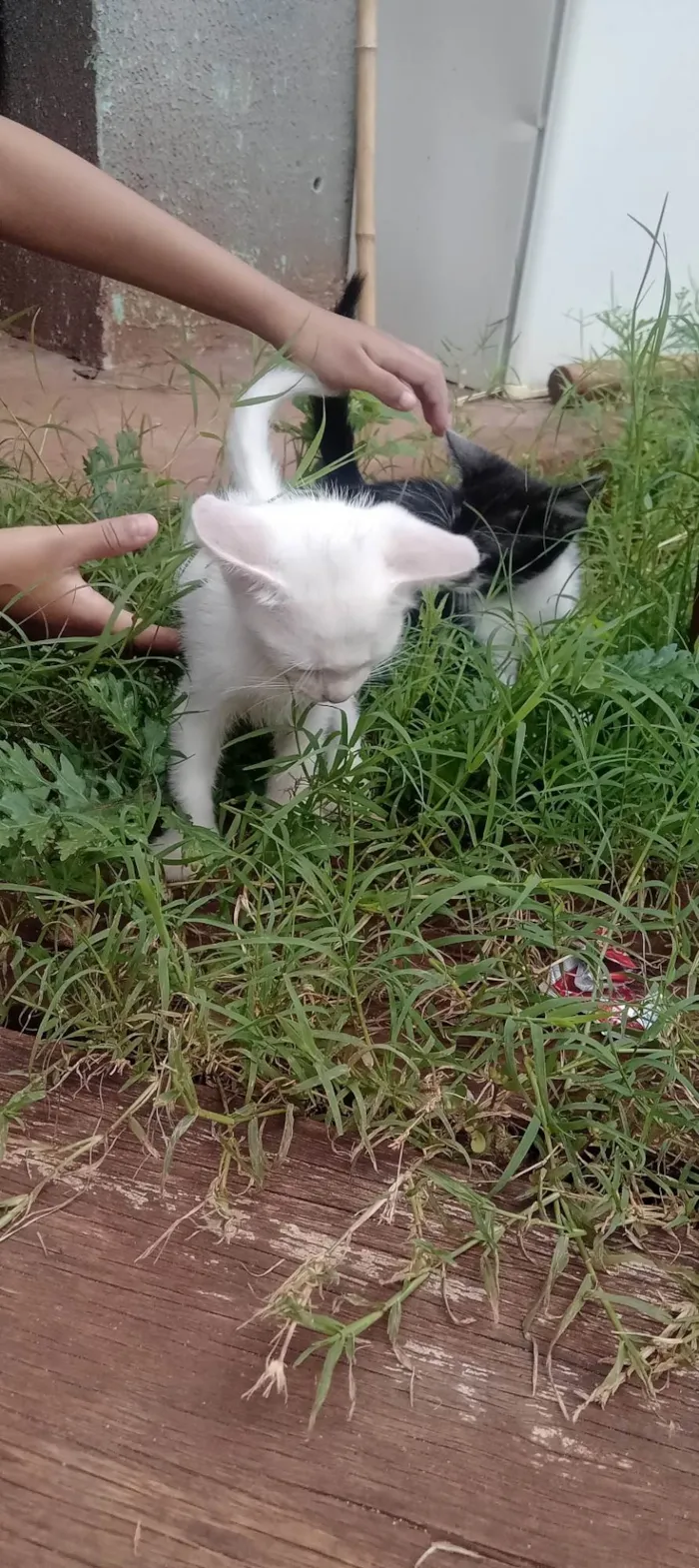 Gato ra a SRD-ViraLata idade 2 a 6 meses nome Pandora