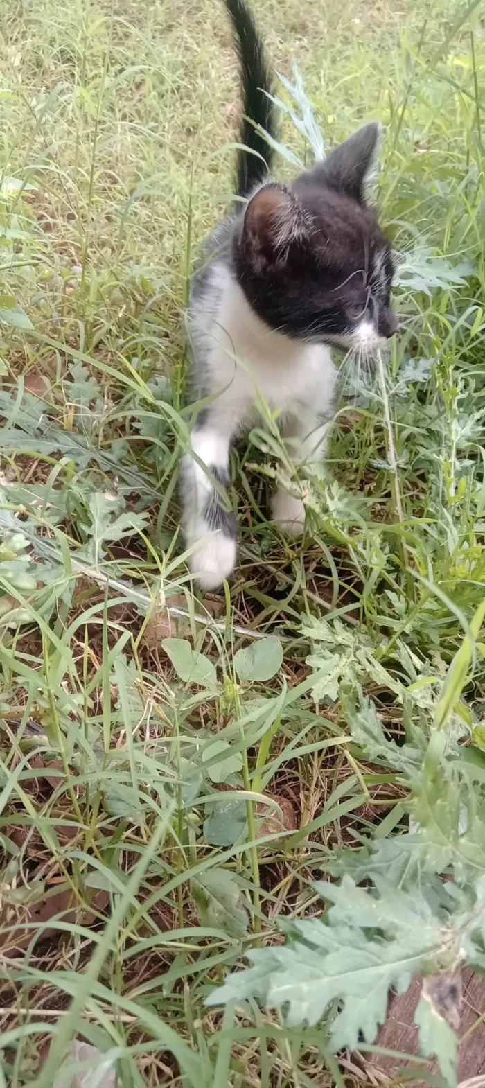 Gato ra a SRD-ViraLata idade 2 a 6 meses nome Pandora