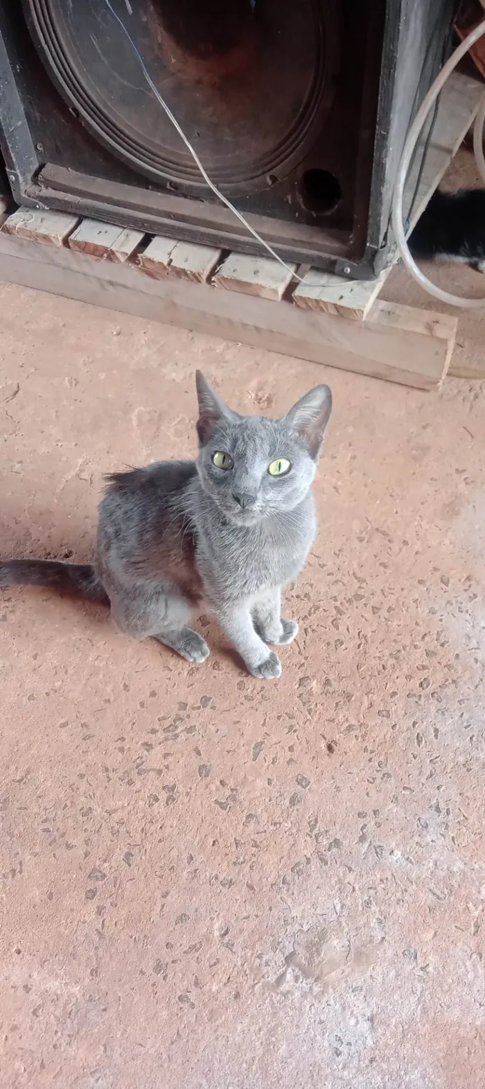 Gato ra a SRD-ViraLata idade 2 a 6 meses nome Pandora