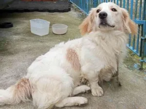 Cachorro raça SRD-ViraLata idade 1 ano nome Billy