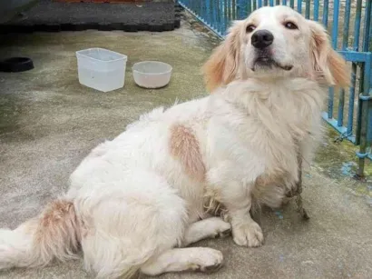 Cachorro raça SRD-ViraLata idade 1 ano nome Billy