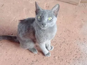 Gato raça SRD-ViraLata idade 2 a 6 meses nome Pandora