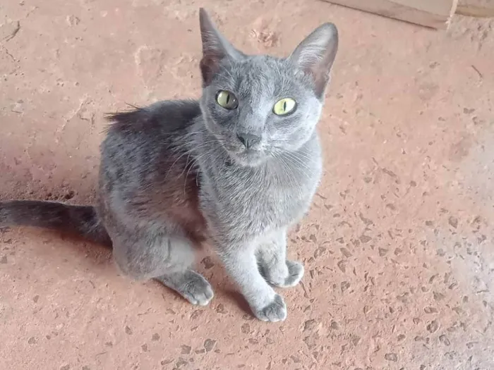 Gato ra a SRD-ViraLata idade 2 a 6 meses nome Pandora