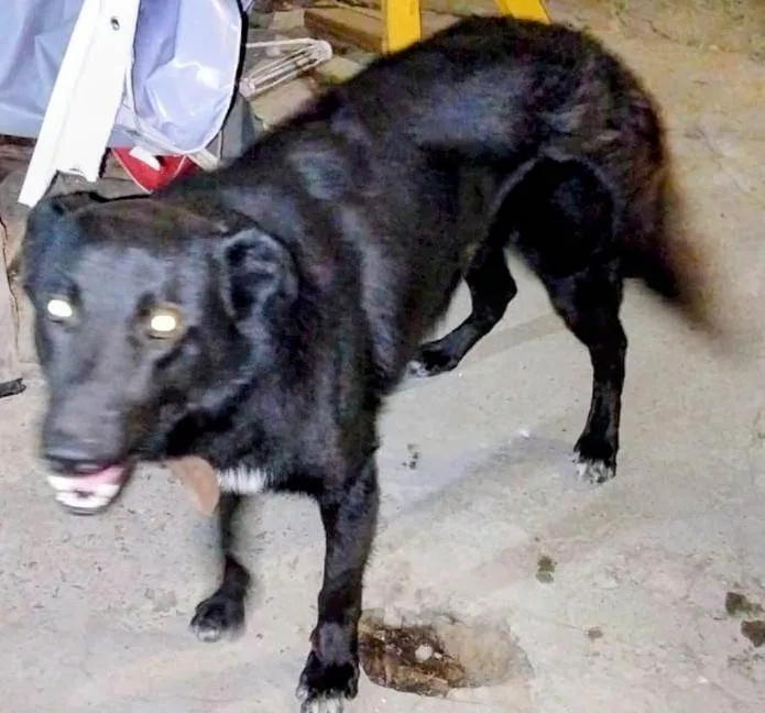 Cachorro ra a Pastor Alemão idade 1 ano nome Dragão 