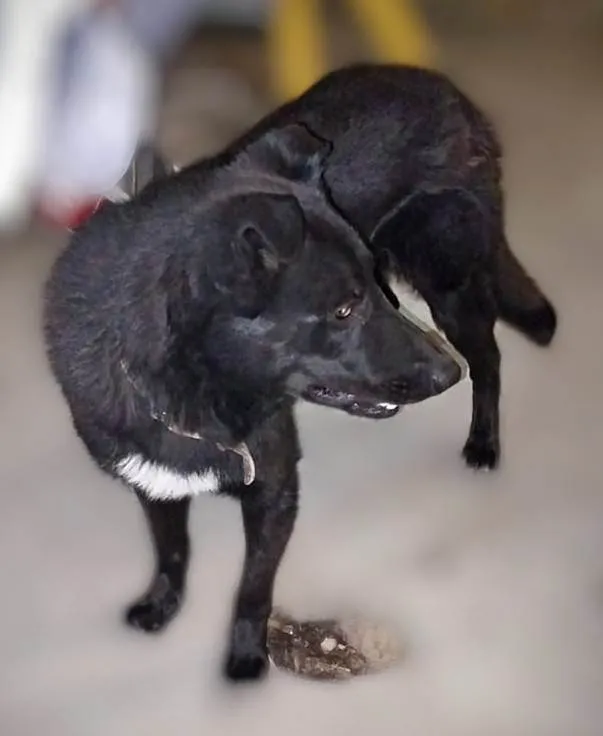 Cachorro ra a Pastor Alemão idade 1 ano nome Dragão 