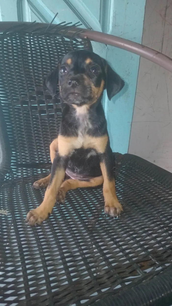 Cachorro ra a Rottweiler idade Abaixo de 2 meses nome Nina