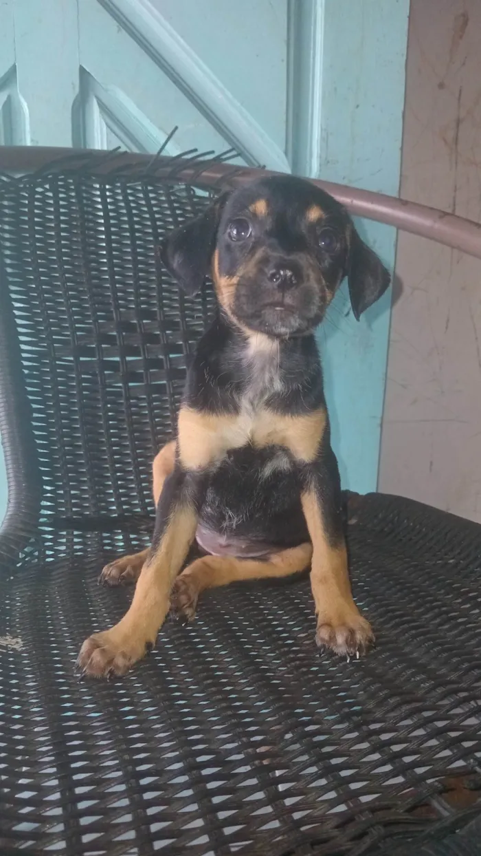 Cachorro ra a Rottweiler idade Abaixo de 2 meses nome Nina