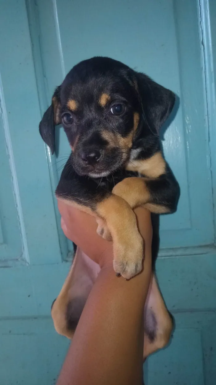 Cachorro ra a Rottweiler idade Abaixo de 2 meses nome Nina