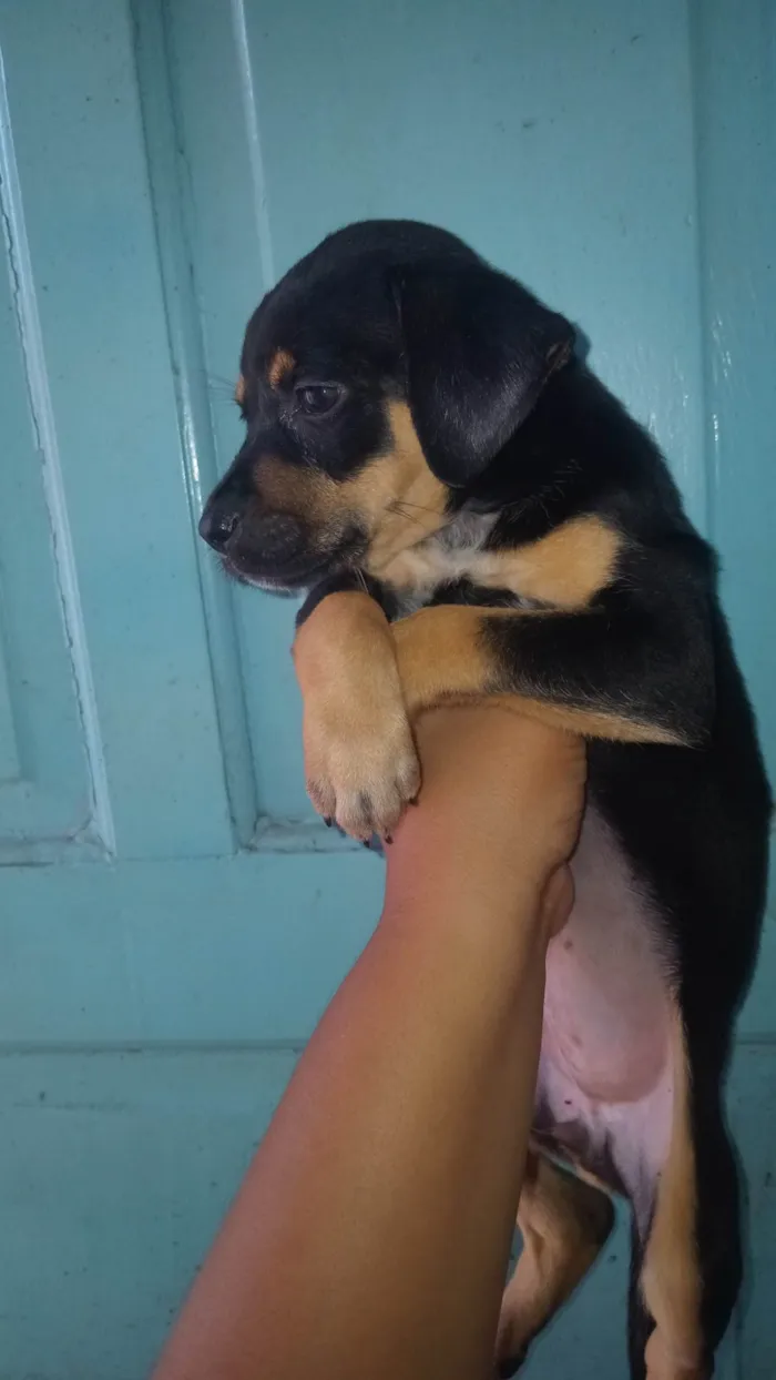 Cachorro ra a Rottweiler idade Abaixo de 2 meses nome Nina