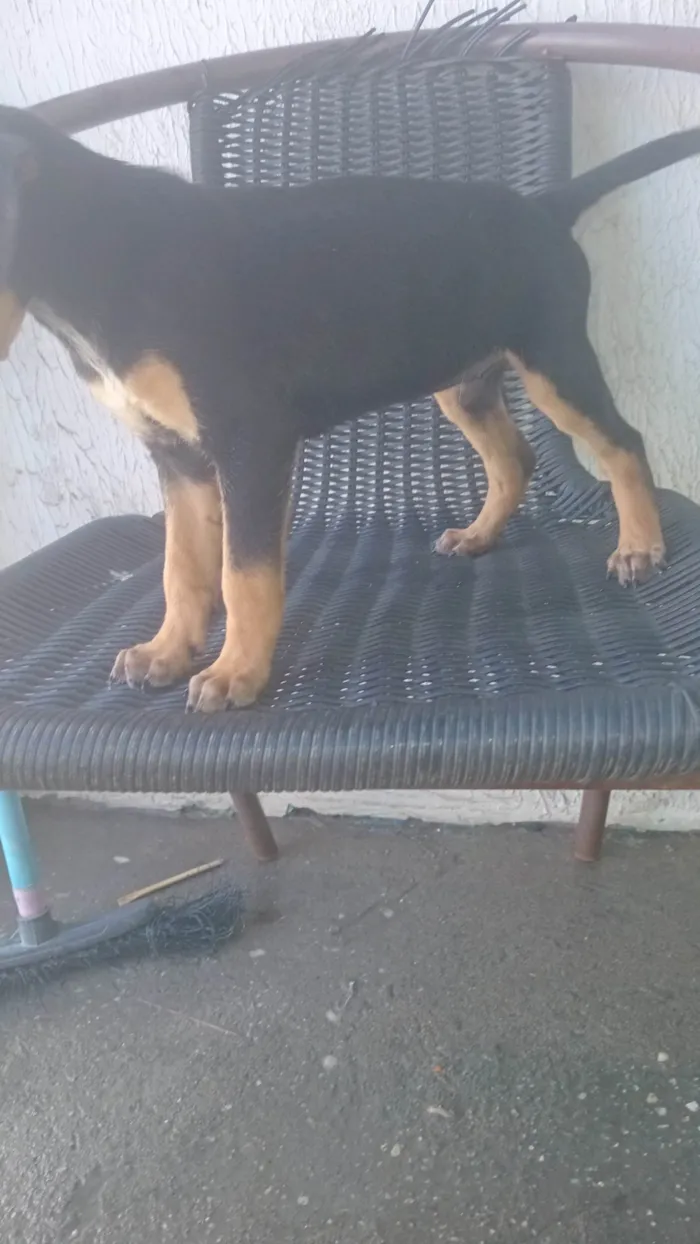 Cachorro ra a Rottweiler idade Abaixo de 2 meses nome Nina