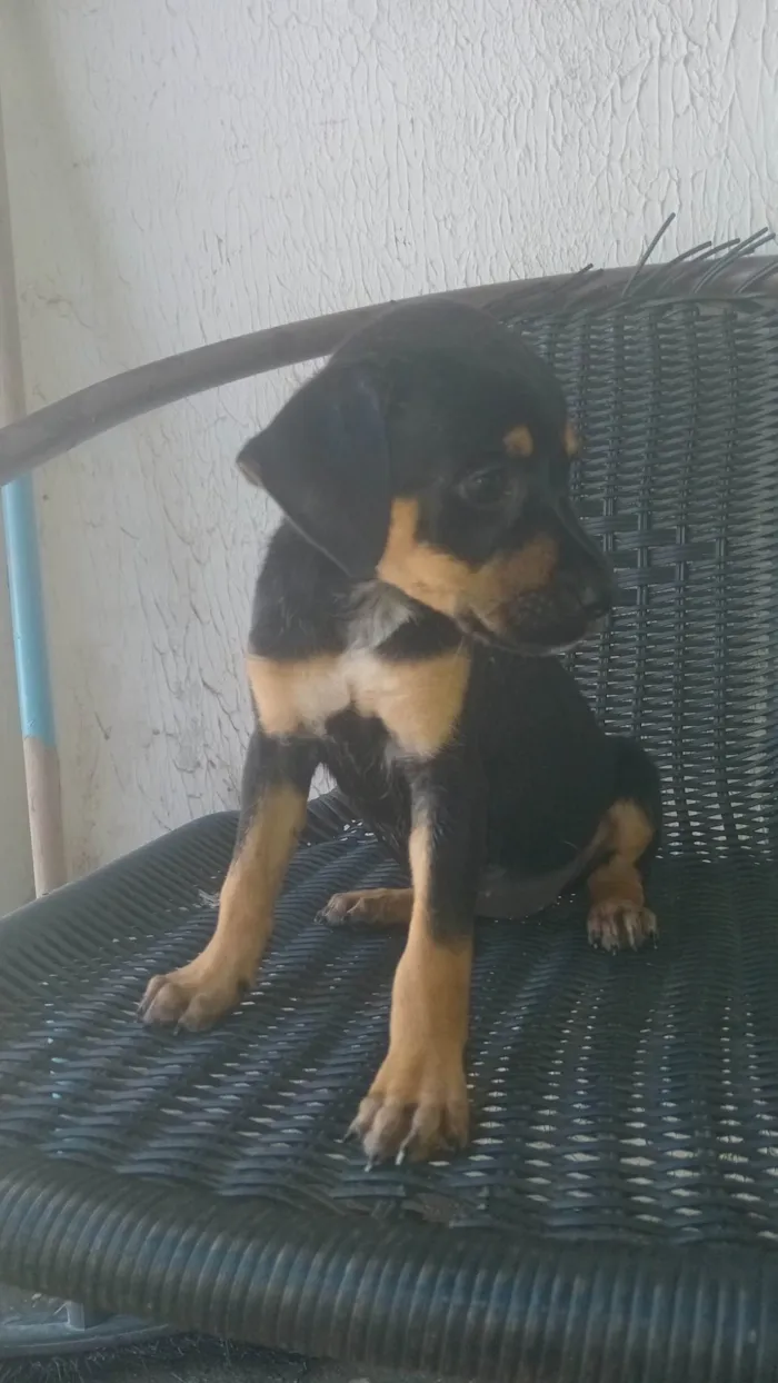 Cachorro ra a Rottweiler idade Abaixo de 2 meses nome Nina