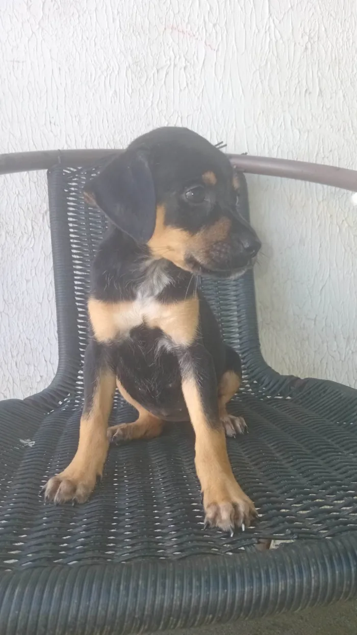 Cachorro ra a Rottweiler idade Abaixo de 2 meses nome Nina