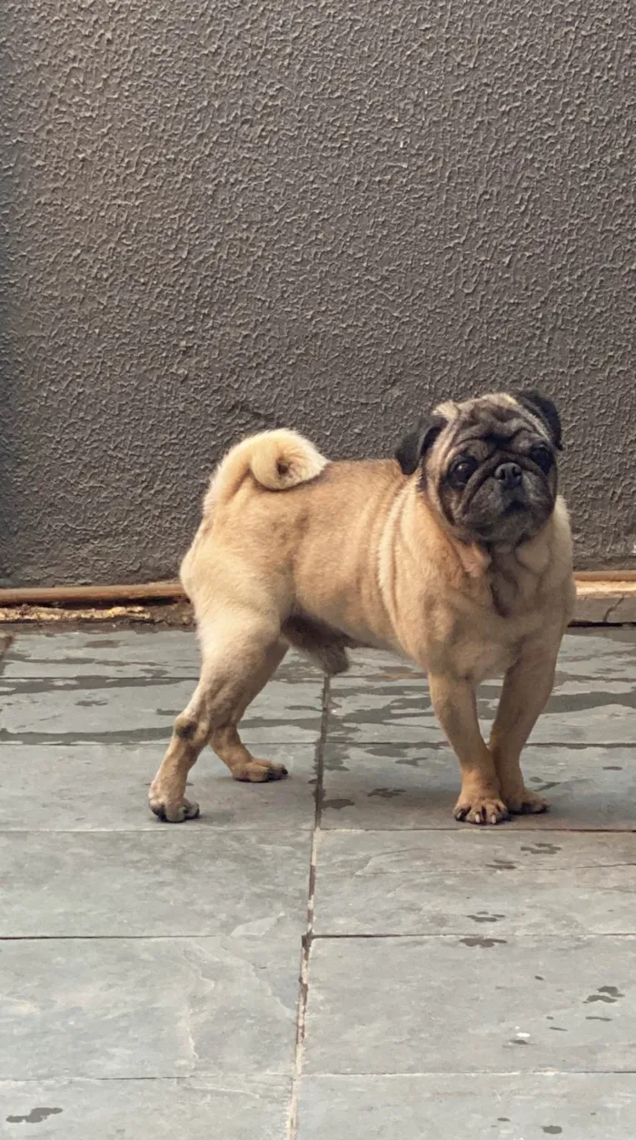 Cachorro ra a Basset-Cofap idade 5 anos nome Bento 