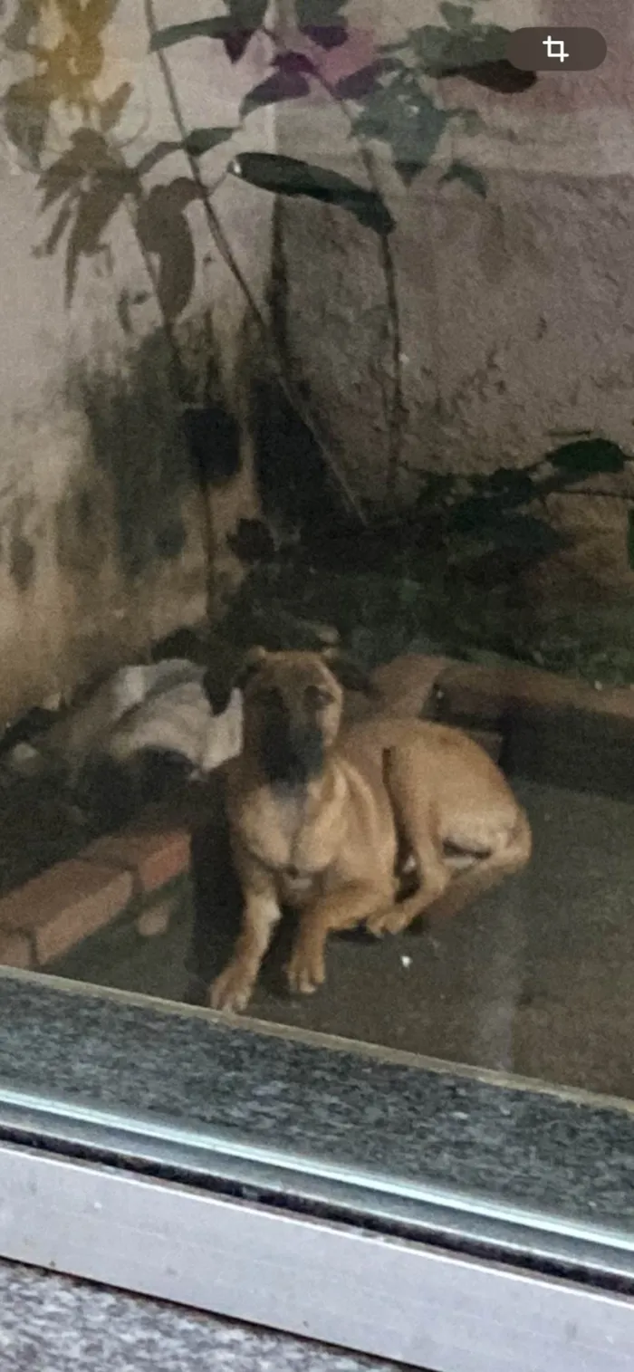 Cachorro ra a SRD-ViraLata idade 2 a 6 meses nome Amora