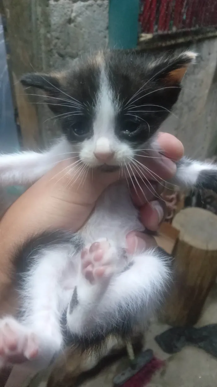 Gato ra a SRD-ViraLata idade Abaixo de 2 meses nome Sem Nome