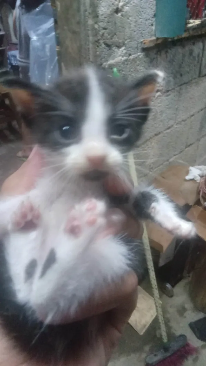 Gato ra a SRD-ViraLata idade Abaixo de 2 meses nome Sem Nome