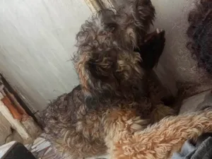 Cachorro raça SRD-ViraLata idade 2 a 6 meses nome Apollo