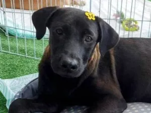 Cachorro raça SRD-ViraLata idade 7 a 11 meses nome Betânia 