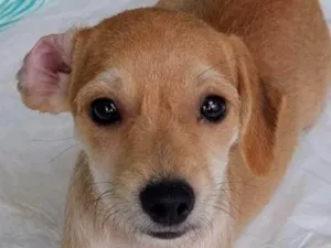 Cachorro raça SRD-ViraLata idade 2 a 6 meses nome Egito 