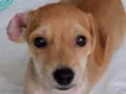 Egito