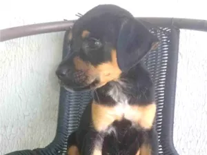 Cachorro raça Rottweiler idade Abaixo de 2 meses nome Nina