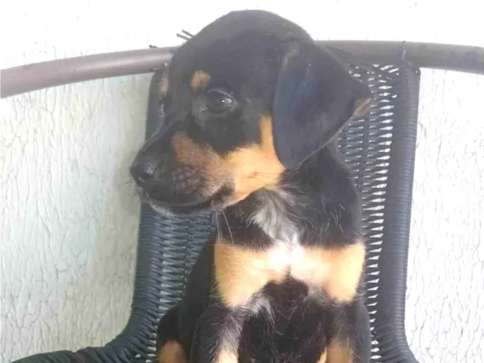 Cachorro ra a Rottweiler idade Abaixo de 2 meses nome Nina