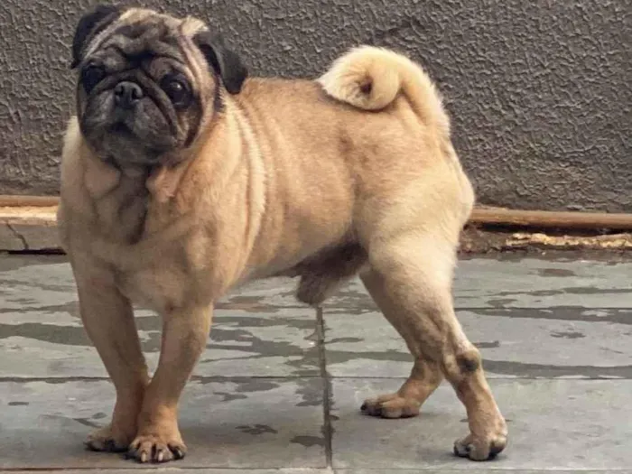 Cachorro ra a Basset-Cofap idade 5 anos nome Bento 