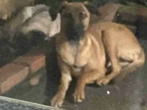 Cachorro raça SRD-ViraLata idade 2 a 6 meses nome Amora