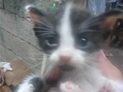 Gato raça SRD-ViraLata idade Abaixo de 2 meses nome Sem Nome