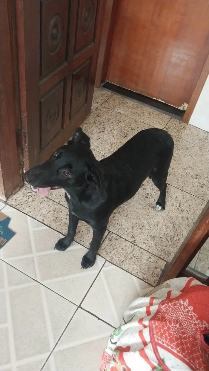 Cachorro ra a SRD-ViraLata idade 7 a 11 meses nome Pretinho