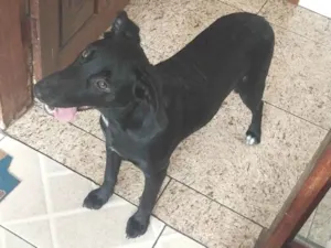 Cachorro raça SRD-ViraLata idade 7 a 11 meses nome Pretinho