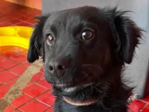 Cachorro raça SRD-ViraLata idade 2 a 6 meses nome Aisla 