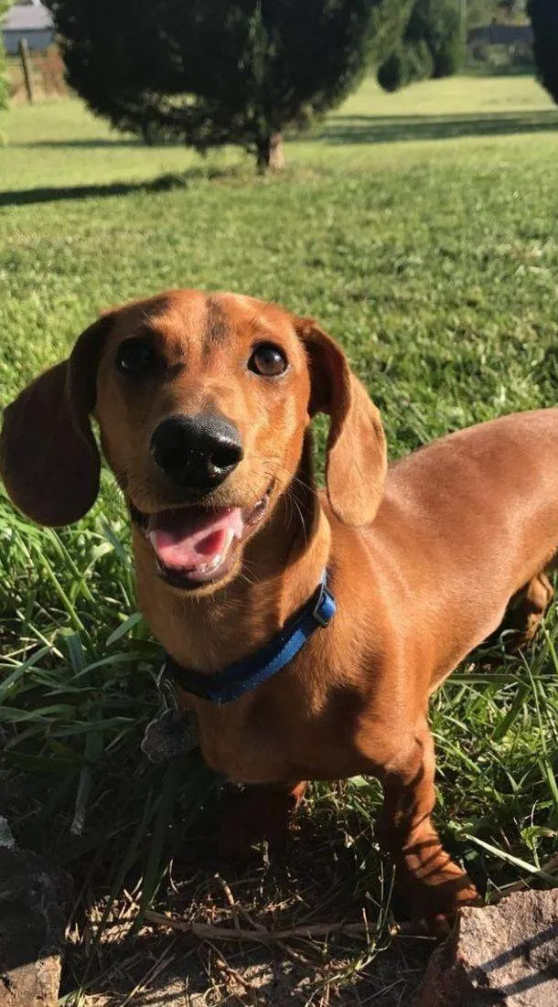 Cachorro ra a SRD-ViraLata idade 2 a 6 meses nome Tedy