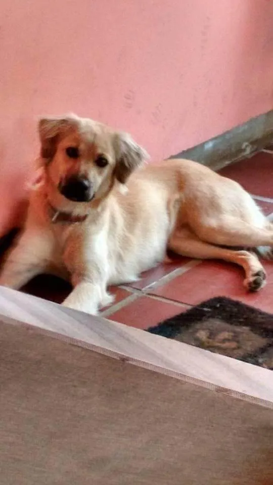 Cachorro ra a SRD-ViraLata idade 6 ou mais anos nome Pimenta 