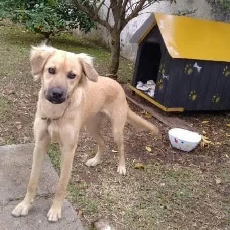 Cachorro ra a SRD-ViraLata idade 6 ou mais anos nome Pimenta 