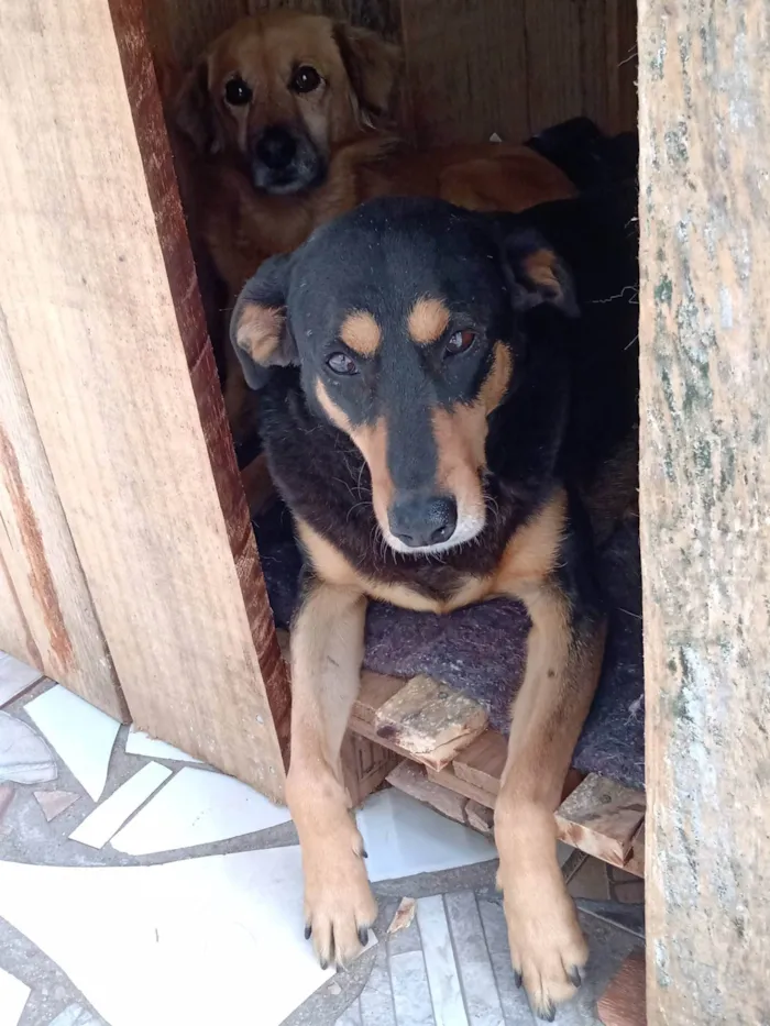 Cachorro ra a SRD-ViraLata idade 6 ou mais anos nome Magnólia 