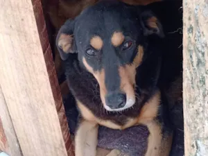 Cachorro raça SRD-ViraLata idade 6 ou mais anos nome Magnólia 