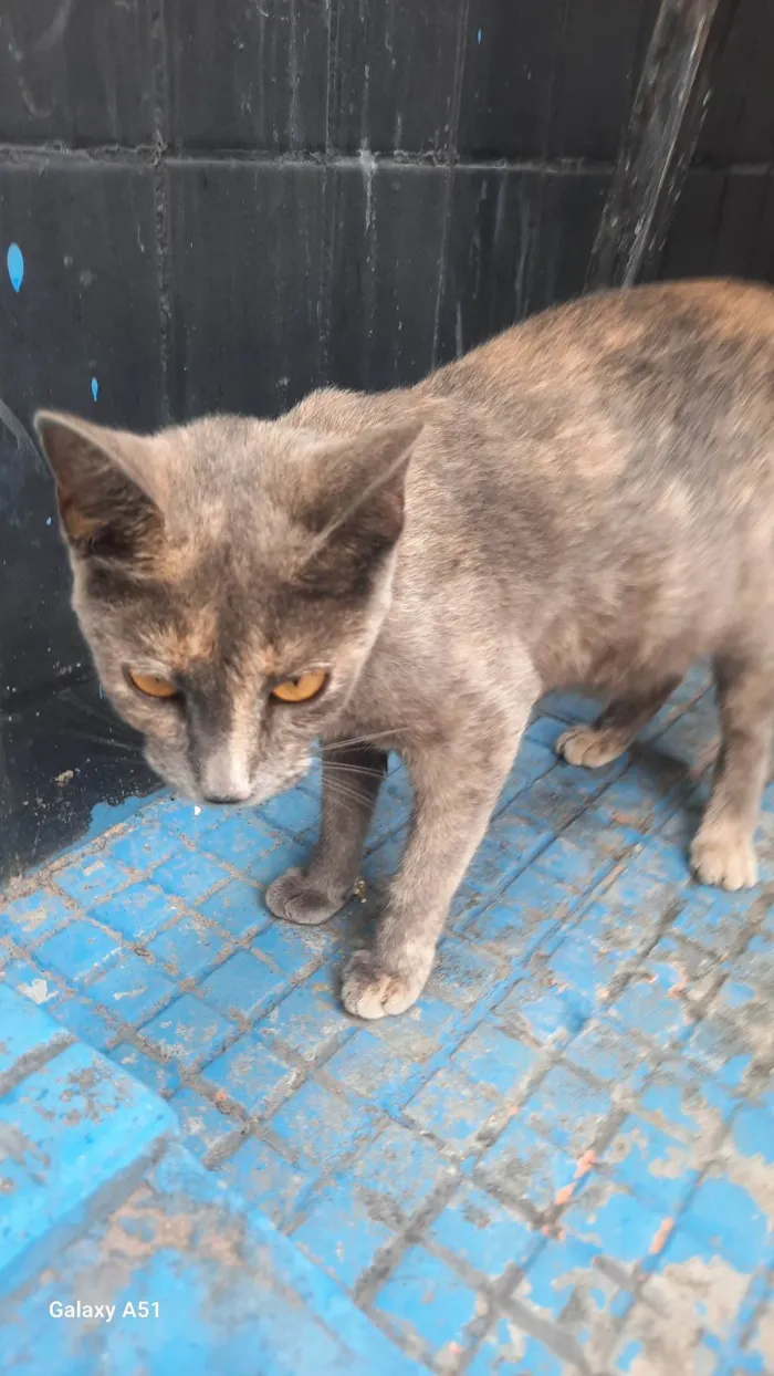 Gato ra a Persa idade 3 anos nome PRINCESA 