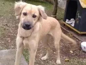 Cachorro raça SRD-ViraLata idade 6 ou mais anos nome Pimenta 