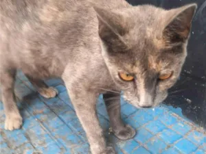 Gato raça Persa idade 3 anos nome PRINCESA 