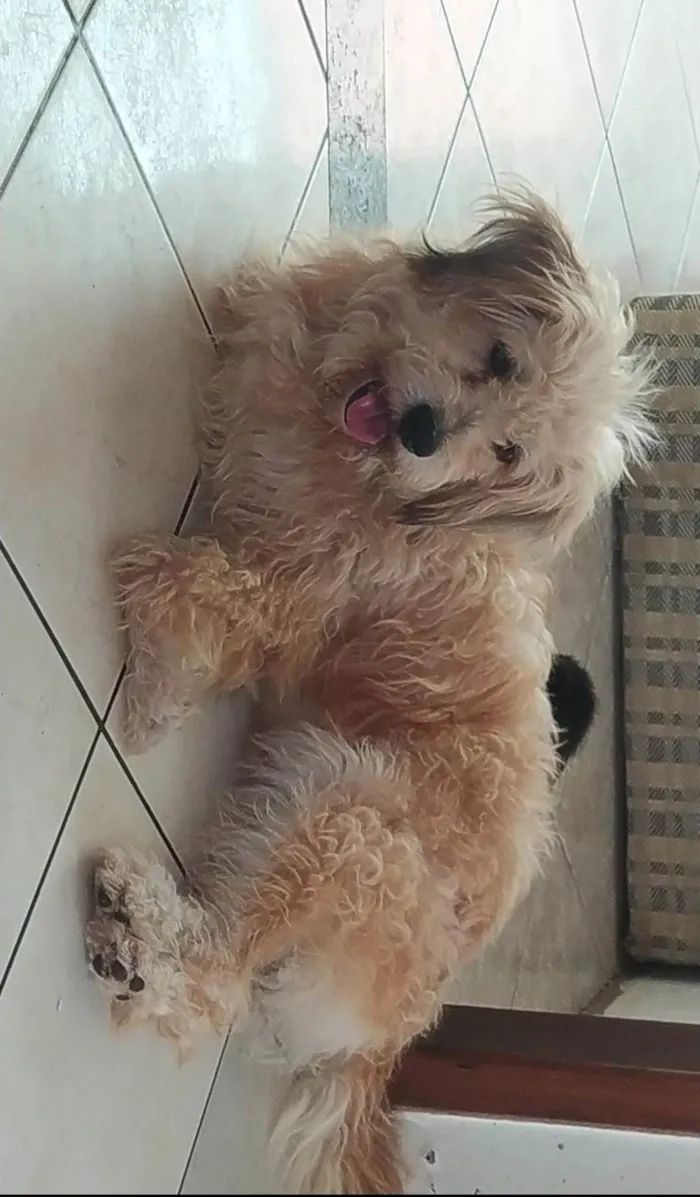 Cachorro ra a Poodle idade 3 anos nome Bento 