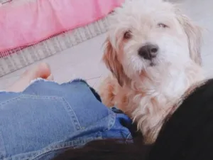 Cachorro raça Poodle idade 3 anos nome Bento 