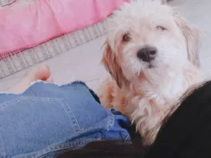 Cachorro raça Poodle idade 3 anos nome Bento 