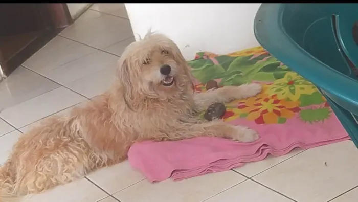 Cachorro ra a Poodle idade 3 anos nome Bento 