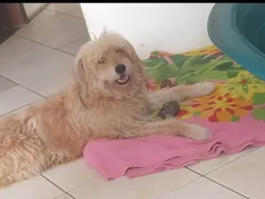 Cachorro raça Poodle idade 3 anos nome Bento 