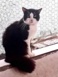 Bolachão lindo pelo longo
