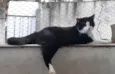 Bolachão lindo pelo longo